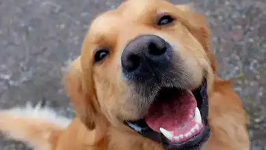Eğitilmiş Köpekler Parkinson'ı %98 Doğrulukla Tespit Etti