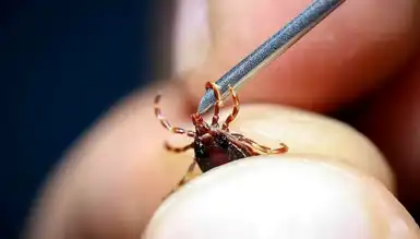 Kırım Kongo Kanamalı Ateşi Uyarısı!